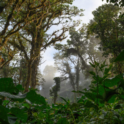 Forêt tropicale nuageuse de Santa Elena