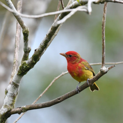 Tangara vermillon (Piranga rubra) est un oiseau qui appartient à la famille des Cardinalidés.