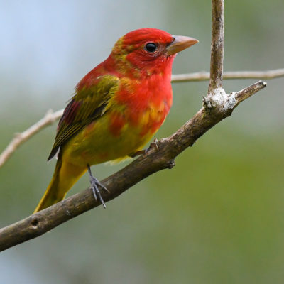 Tangara vermillon (Piranga rubra) est un oiseau qui appartient à la famille des Cardinalidés.