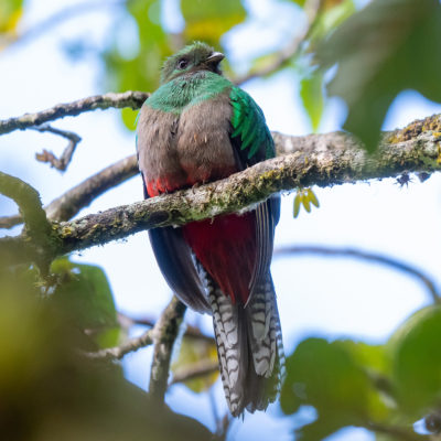 Quetzal resplendissant femelle
