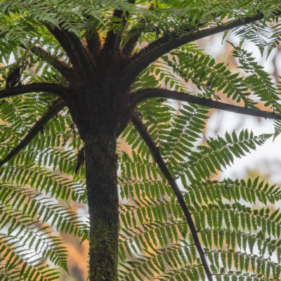 Forêt tropicale nuageuse de Santa Elena