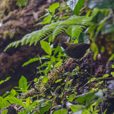 Tohi à nuque brune (Arremon brunneinucha) est un oiseau qui appartient à la famille des Passerellidés.