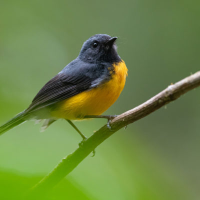 Paruline ardoisée (Myioborus miniatus) est un oiseau qui appartient à la famille des Parulidés.