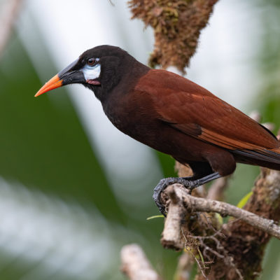 Cassique de Montezuma (Psarocolius montezuma) est un oiseau qui appartient à la famille des Ictéridés.
