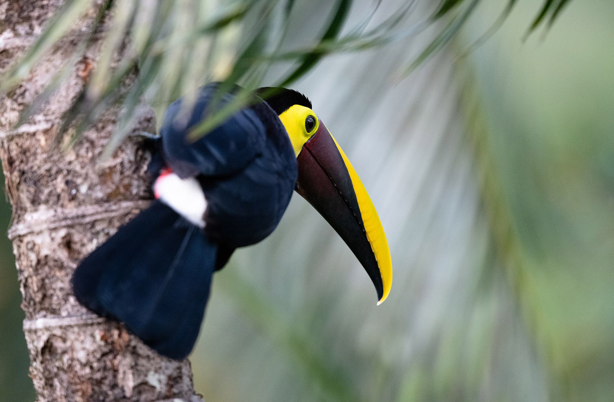 Toucan tocard
(Ramphastos ambiguus) - Yellow-throated Toucan