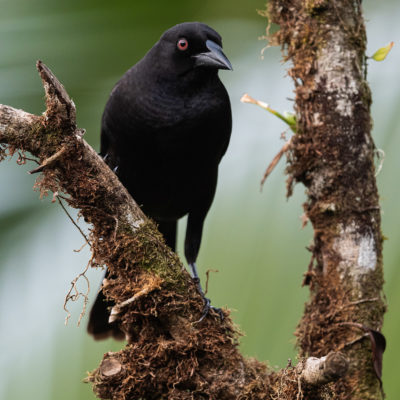 Vacher bronzé (Molothrus aeneus) est un oiseau qui appartient à la famille des Ictéridés.