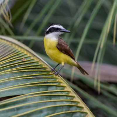 Tyran sociable (Myiozetetes similis) est un oiseau qui appartient à la famille des Tyrannidés.
