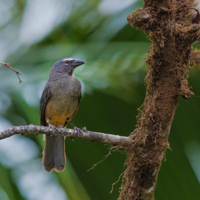 Saltator gris (Saltator coerulescens)