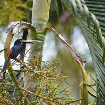 Araçari à collier (Pteroglossus torquatus)