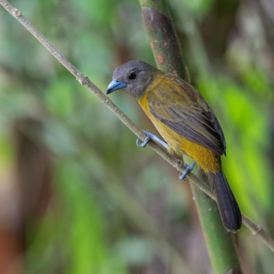 Tangara de Cherrie (Ramphocelus passerinii costaricensis) est un oiseau qui appartient à la famille des Thraupidés.