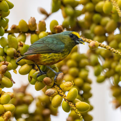 Organiste olive (Euphonia gouldi) est un oiseau qui appartient à la famille des Fringillidés et à l'ordre des Passériformes.