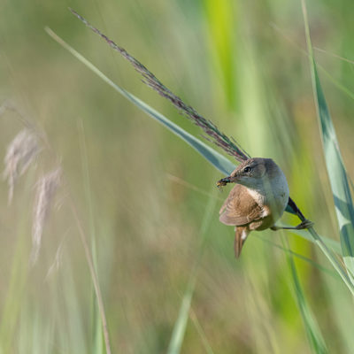 Rousserolle effarvatte (Acrocephalus scirpaceus)