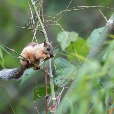 Écureuil du Costa Rica