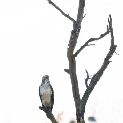 Buse variable (Buteo buteo) - Common Buzzard