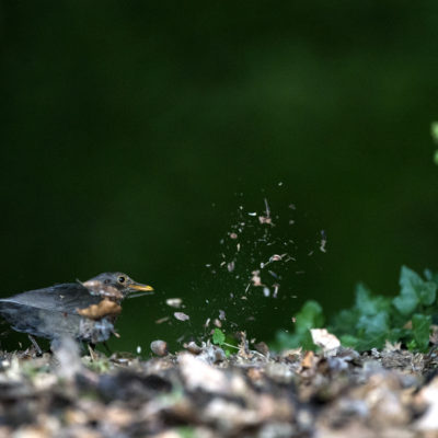 Merle noir femelle (Turdus merula) – Common Blackbird, à la recherche de vers de terre.