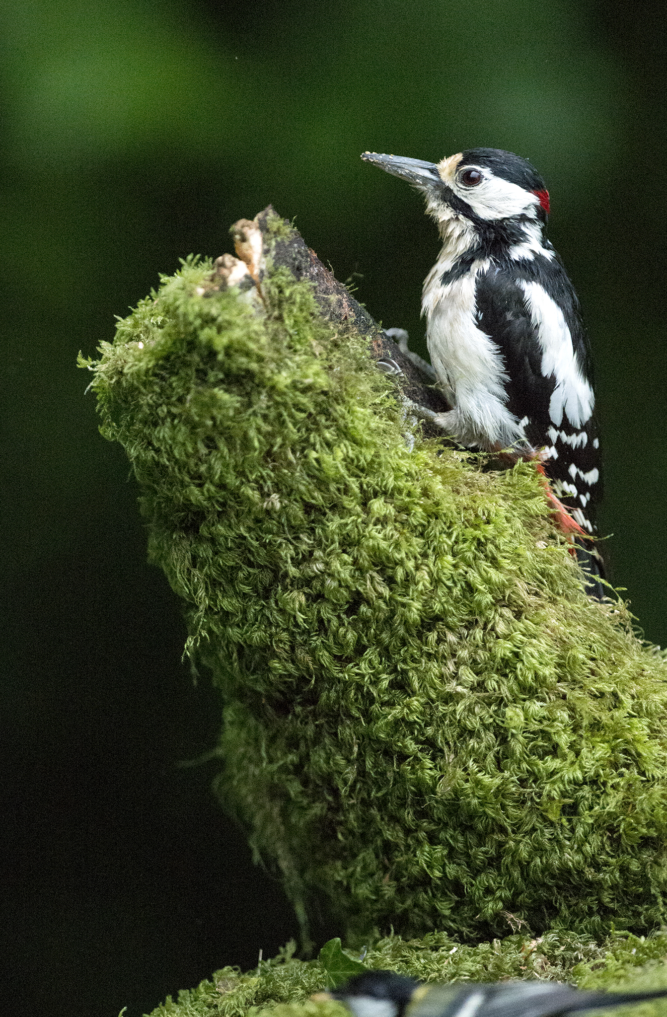 Pic épeiche Dendrocopos major – Great Spotted Woodpecker