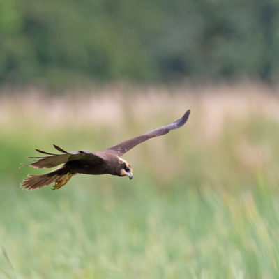 Busard des roseaux (Circus aeruginosus)