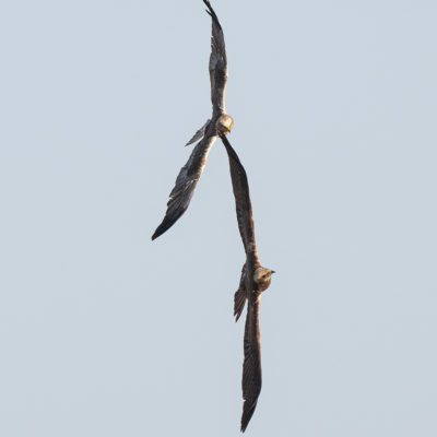 Couple de busards des roseaux en vol (Circus aeruginosus ) - Baie de Somme