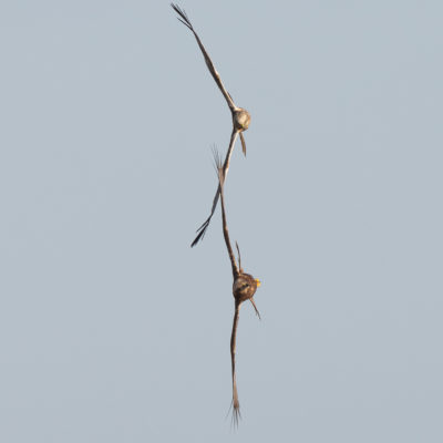 Couple de busards des roseaux en vol (Circus aeruginosus ) - Baie de Somme