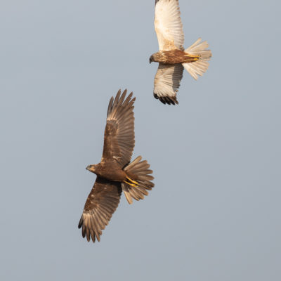 Couple de busards des roseaux en vol (Circus aeruginosus ) - Baie de Somme
