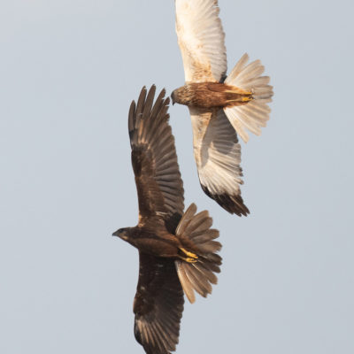 Couple de busards des roseaux en vol (Circus aeruginosus ) - Baie de Somme