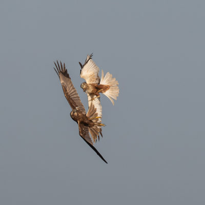 Couple de busards des roseaux en vol (Circus aeruginosus ) - Baie de Somme