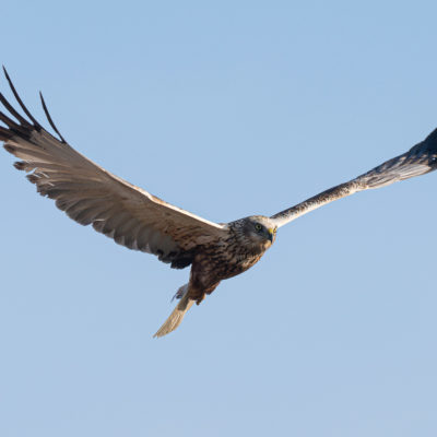 Busard des roseaux (Circus aeruginosus ) - Baie de Somme