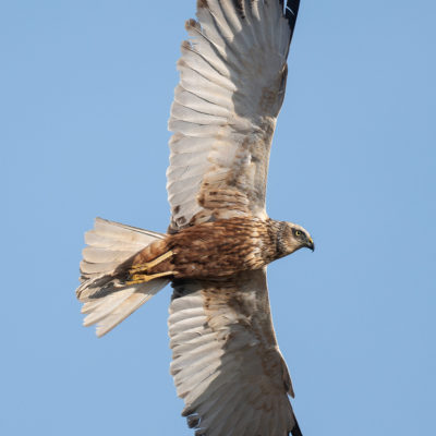 Busard des roseaux (Circus aeruginosus ) - Baie de Somme