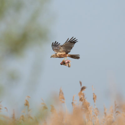 Busard des roseaux et son lapereau (Circus aeruginosus ) - Baie de Somme