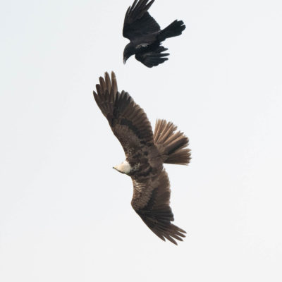 Busard des roseaux (Circus aeruginosus ) - Baie de Somme