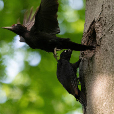 Couple de pics noirs (Dryocopus martius) Forêt de Meudon - Île de France - 