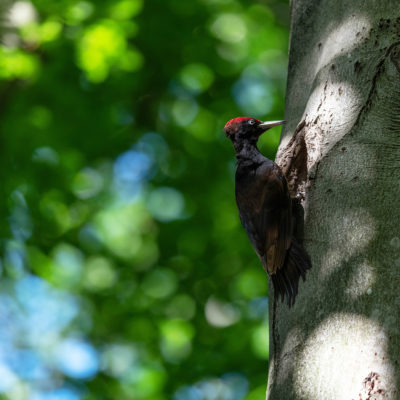 Pic noir (Dryocopus martius) Forêt de Meudon - Île de France - 

