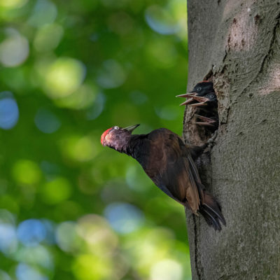 Pic noir (Dryocopus martius) - Black Woodpecker - Forêt de Meudon - Île de France - France