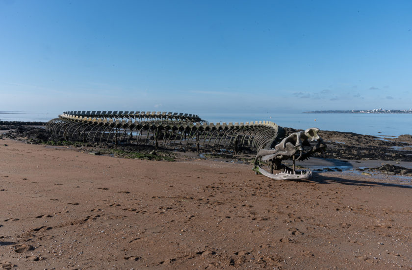 SERPENT D’OCÉAN de <br>Huang Yong Ping