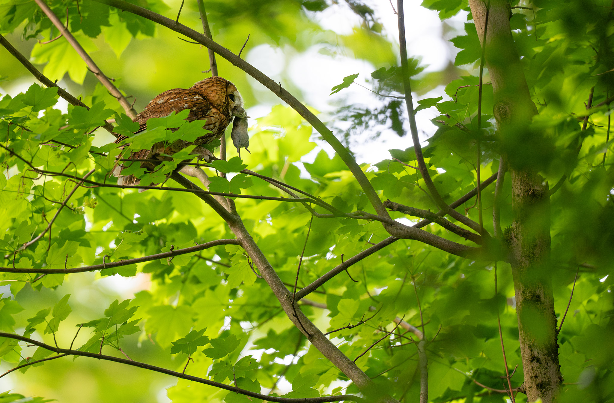 Chouette hulotte (Strix aluco)