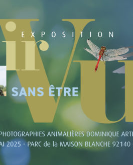 Exposition<br/>« VOIR SANS ÊTRE VU » 2025<br/> Ville de Clamart