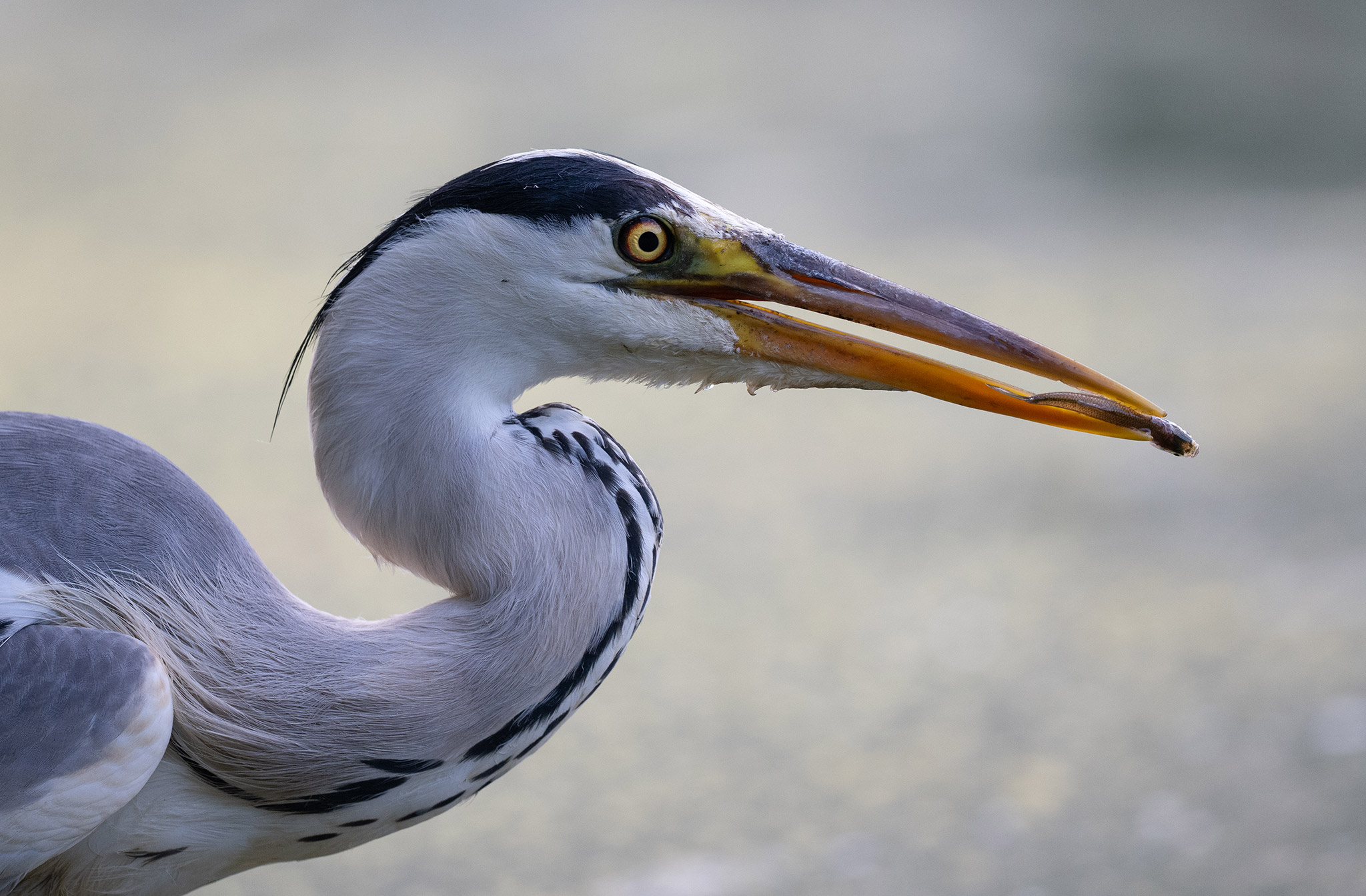 Héron cendré (Ardea cinerea)- Étang de Meudon -  France