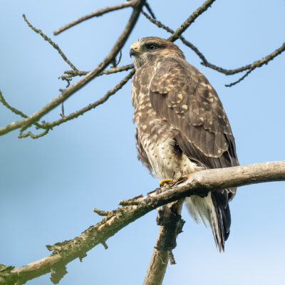 Jeune buse variable – forêt domaniale de Meudon - Île-de-France - France