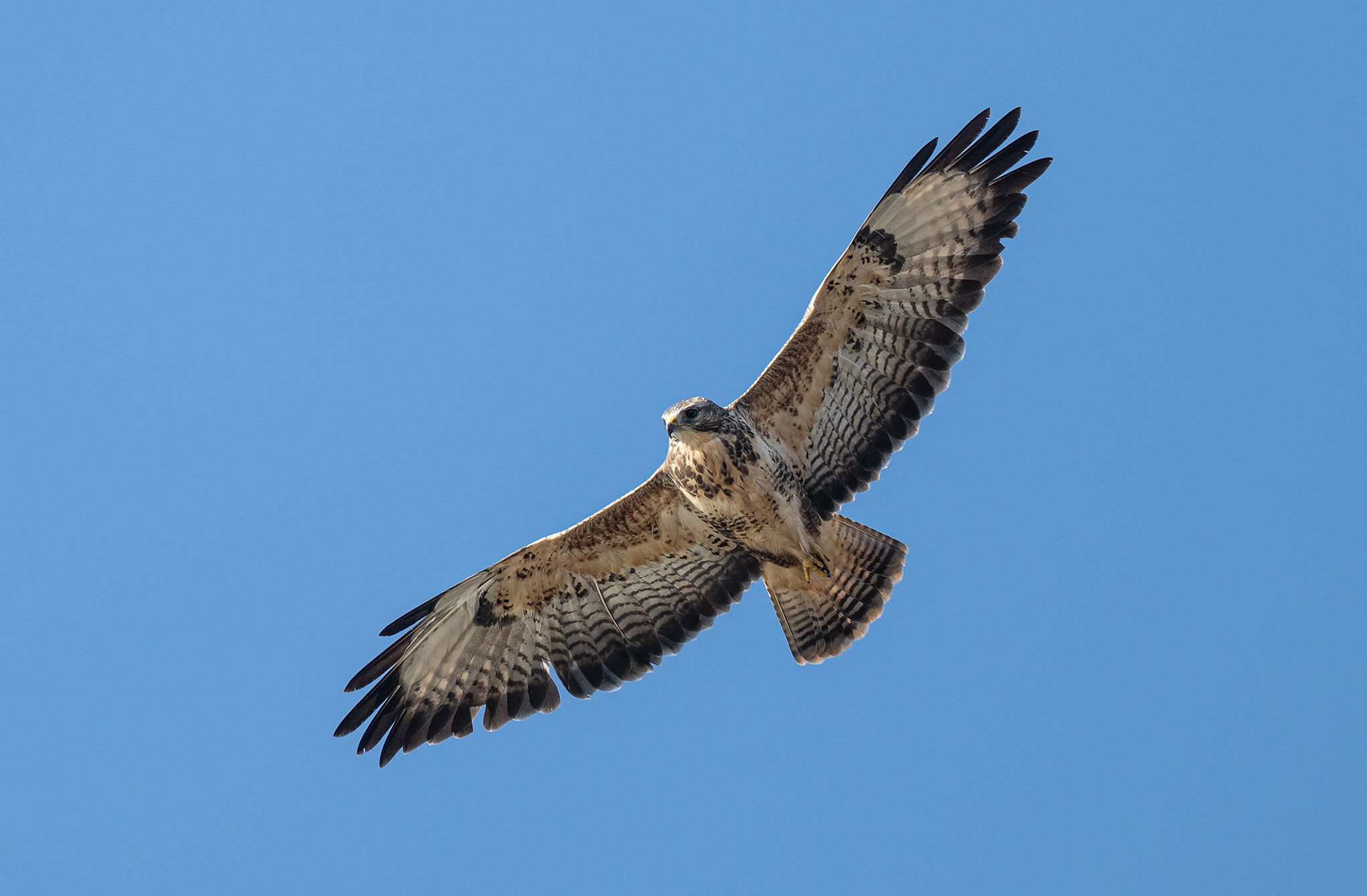 Buse variable (Buteo buteo)