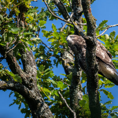 Jeune buse variable – forêt domaniale de Meudon - Île-de-France - France