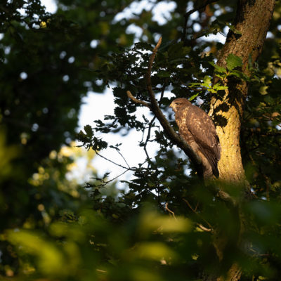 Jeune buse variable – forêt domaniale de Meudon - Île-de-France - France