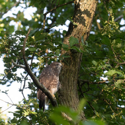 Jeune buse variable – forêt domaniale de Meudon - Île-de-France - France