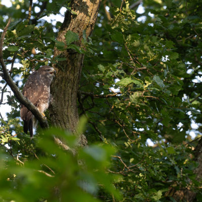 Jeune buse variable – forêt domaniale de Meudon - Île-de-France - France