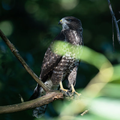 Jeune buse variable – forêt domaniale de Meudon - Île-de-France - France