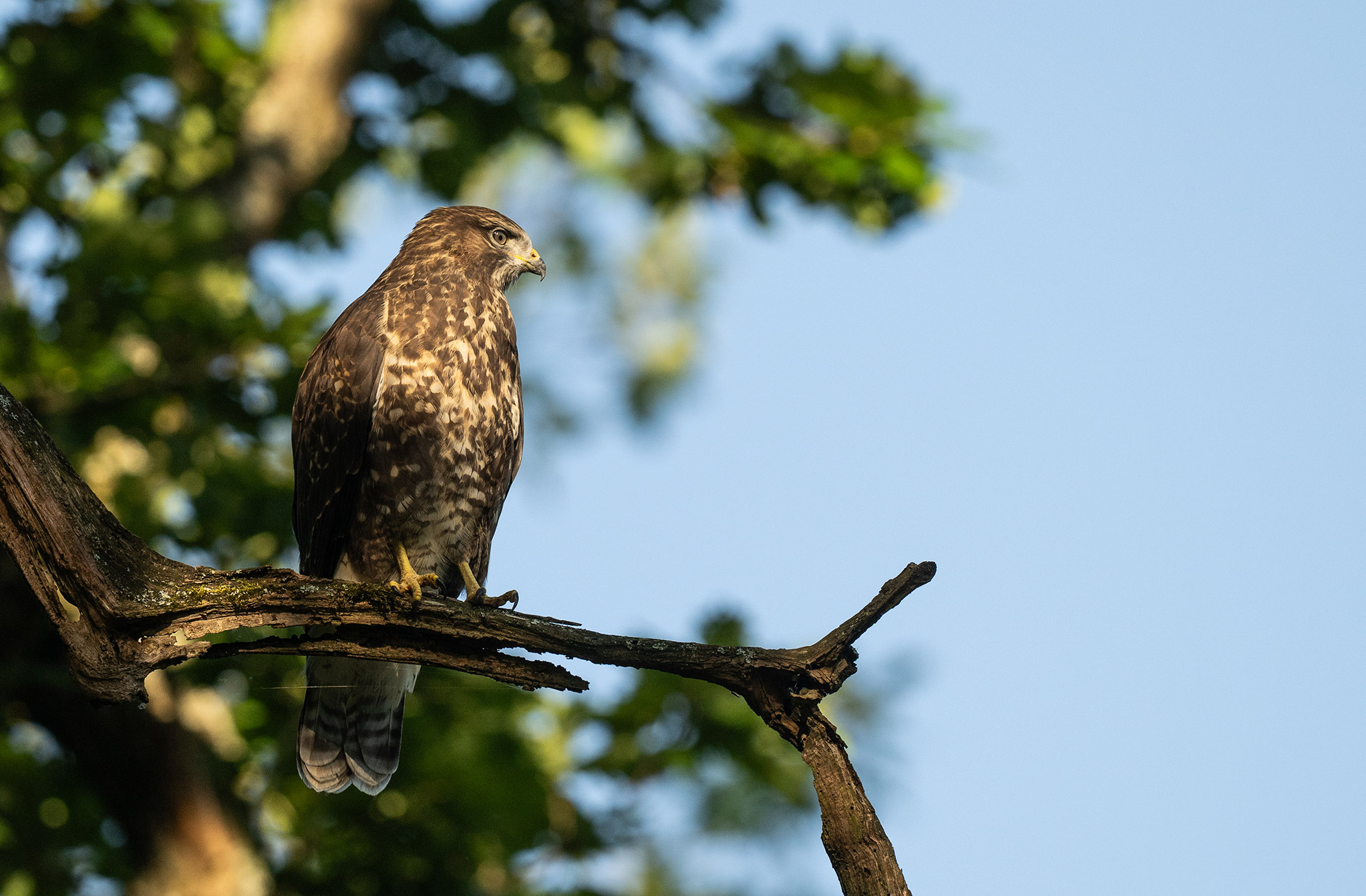 Buse variable (Buteo buteo)