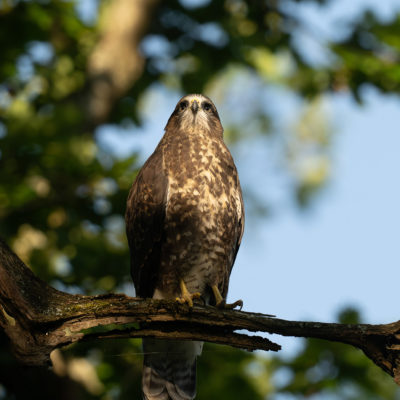 Jeune buse variable – forêt domaniale de Meudon - Île-de-France - France