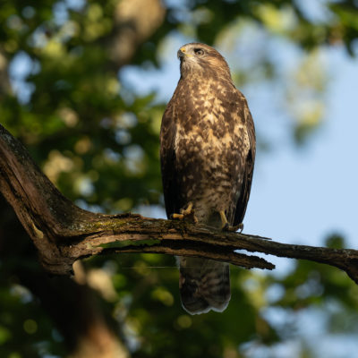 Buse variable (Buteo buteo)