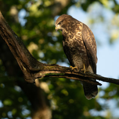 Jeune buse variable – forêt domaniale de Meudon - Île-de-France - France