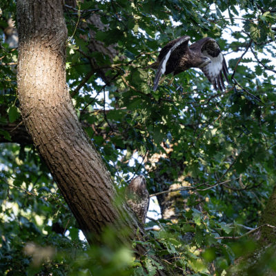 Jeune buse variable – forêt domaniale de Meudon - Île-de-France - France
