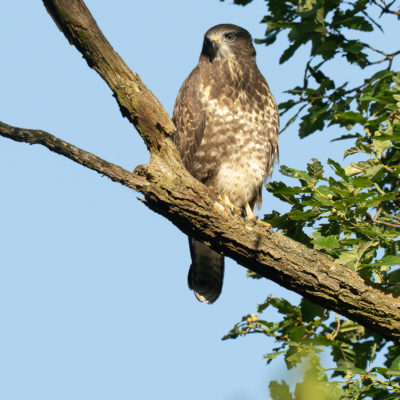 Jeune buse variable – forêt domaniale de Meudon - Île-de-France - France